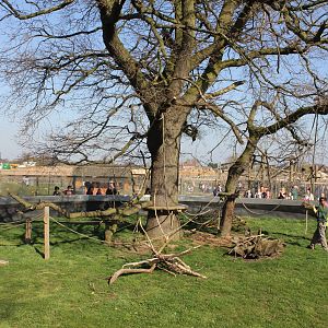 Common Marmoset enclosure.