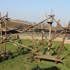 Amur Leopard open-top enclosure