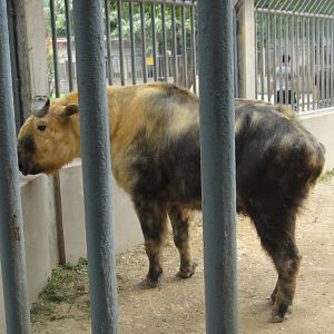 Sichuan takin Budorcas taxicolor tibetana) 2010-08