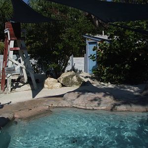 Penguin Enclosure at Lowry Park, 13/10/13
