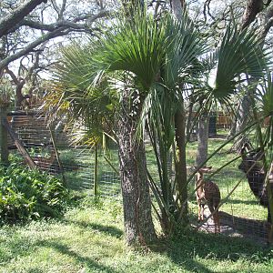 Antelope Paddock at Lowry Park, 13/10/13