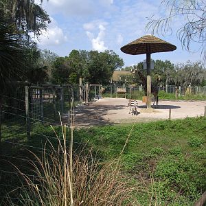 Giraffe and Zebra Enclosure at Lowry Park, 13/10/13