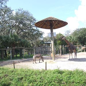 Giraffe and Zebra Enclosure at Lowry Park, 13/10/13