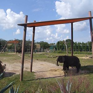 African Elephant and Impala Enclosure at Lowry Park, 13/10/13