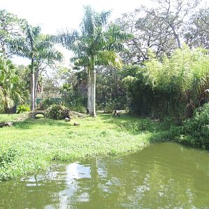 Cheetah Enclosure at Lowry Park, 13/10/13