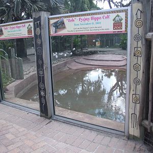 Hippo Enclosure at Lowry Park, 13/10/13