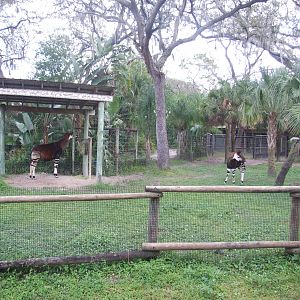 Okapi Enclosure at Lowry Park, 13/10/13