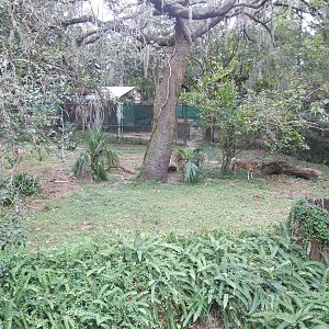 Wolf Enclosure at Lowry Park, 13/10/13