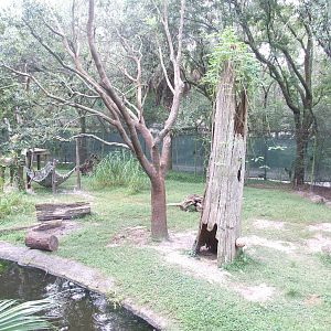 Bear Enclosure at Lowry Park, 13/10/13