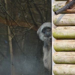 Grey Gibbon, Naomi, 12 March 2014