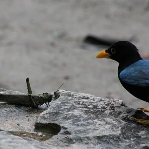 Angry .........euh Hungry bird