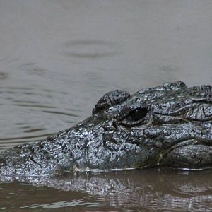 Moreleti's crocodile