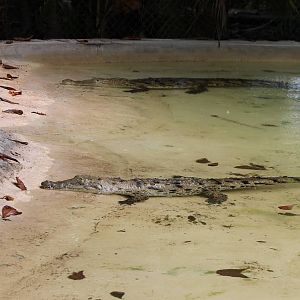 American crocodiles
