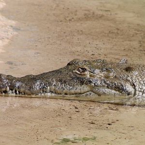 American crocodile