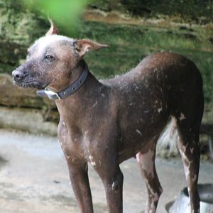 Mexican naked dog