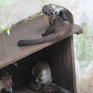 Yucatan coatis