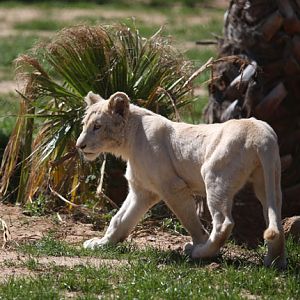 juvenile white lion