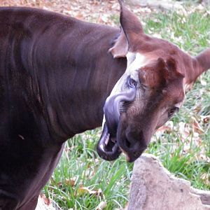 Okapi December 31st 2013