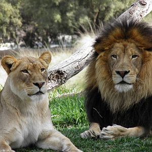 Lions April 5th 2013