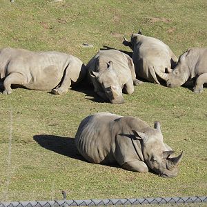 Southern White Rhinos 1-4/13