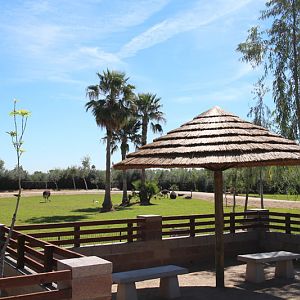 new safari expansion