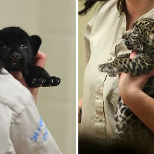 3 week jaguar cubs