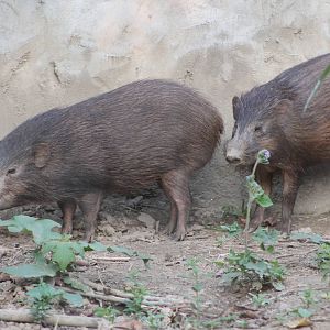 Pigmy Hogs (Porcula salvania)