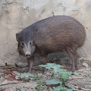 Pigmy Hog (Porcula salvania)