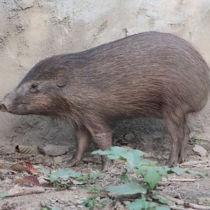 Pigmy Hog (Porcula salvania)