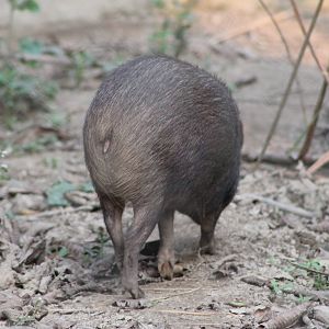 Pigmy Hog (Porcula salvania)