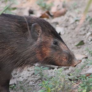 Pigmy Hog (Porcula salvania)