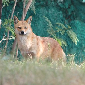 dhole?