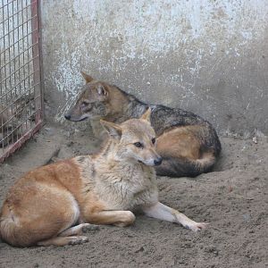 golden jackals