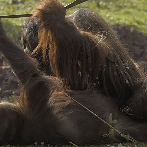 Bornean orangs mating