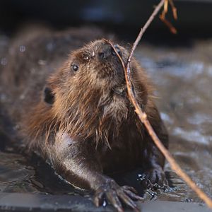 american beaver