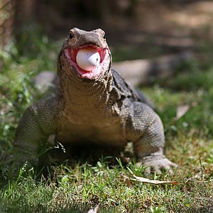 water monitor eating egg