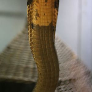 king cobra