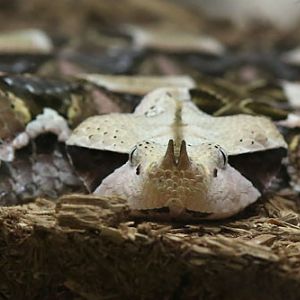 gabon viper