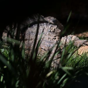 slender snouted crocodile