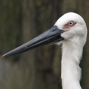 Oriental white stork