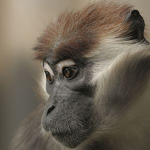 Cherry-crowned magabey