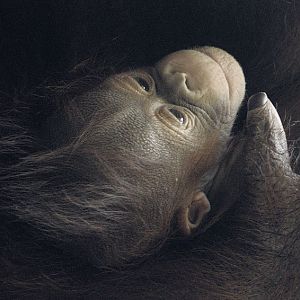 Bornean orang infant