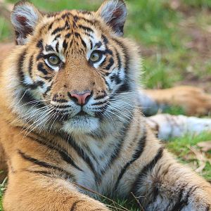 Sumatran Tiger cub - 13 March 2014