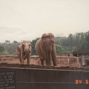 Unknown Zoo 1994