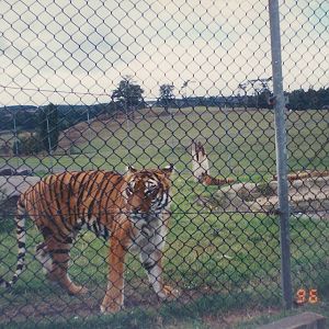 West Midland Safari Park 1996