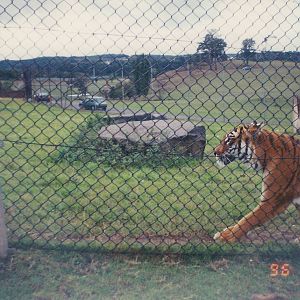 West Midland Safari Park 1996
