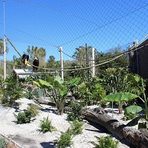 Land of the Tiger - Wreathed Hornbill Exhibit