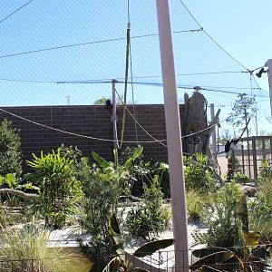 Land of the Tiger - Wreathed Hornbill Exhibit