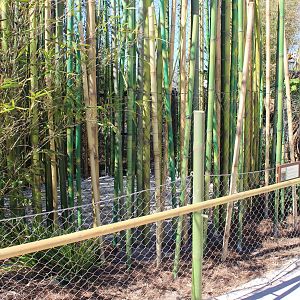 Land of the Tiger - Tiger Trails - Bamboo End of the Trail