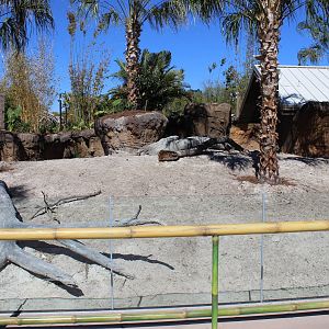 Land of the Tiger - Babirusa/Asian Small Clawed Otters Exhibit